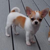 CUCCIOLI di CHIHUAHUA TOY bianchi e arancio