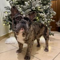 Bulldog francese merle