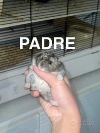 Criceto russo phodopus