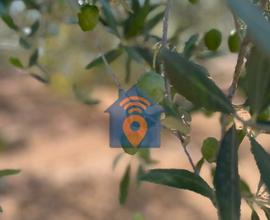 Partinico Terreno Agricolo Del Tipo Uliveto