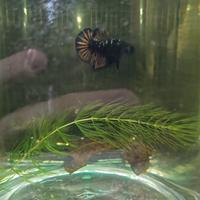 Betta plakat & catappa leaves