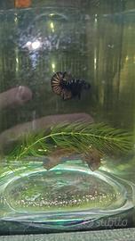 Betta plakat & catappa leaves