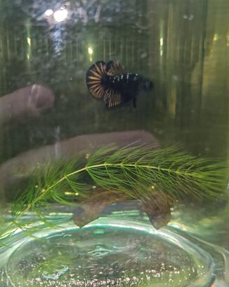Betta plakat & catappa leaves