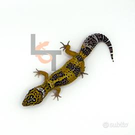 Geco Leopardino