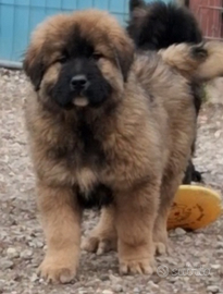 Cucciolo pastore del caucaso