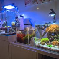 Zoanthus, coralli, anemone , acquario marino