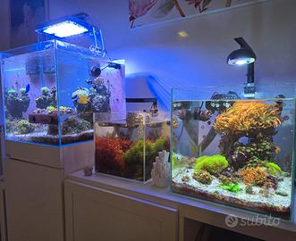 Zoanthus, coralli, anemone , acquario marino