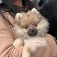 Cucciolo volpino Pomerania spitz nano