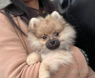 Cucciolo volpino Pomerania spitz nano