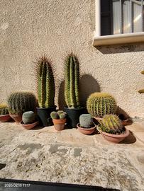 Cactus colonnari 