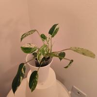 Piante rare e tropicali 