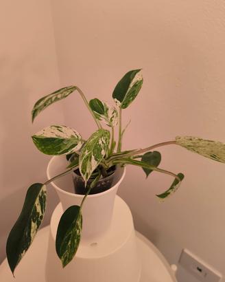 Piante rare e tropicali 