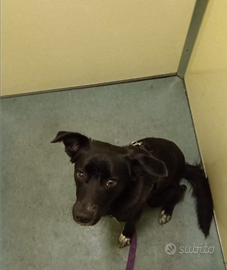 Meticcia taglia media