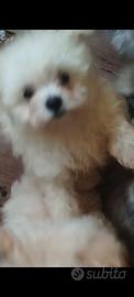 Cuccioli maltipoo