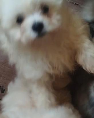 Cuccioli maltipoo