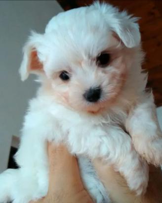 Maltese toy cucciolino maschio