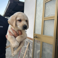 Labrador cuccioli