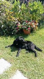 Labrador con pedigree maschio per monta