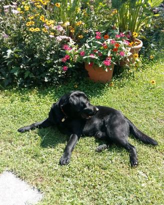 Labrador con pedigree maschio per monta