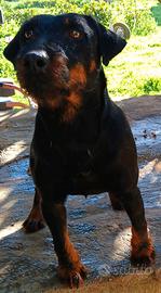 Jagd terrier maschio