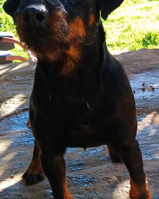 Jagd terrier maschio