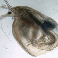 Simocephalus pulce d'acqua Daphnia