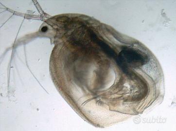 Simocephalus pulce d'acqua Daphnia