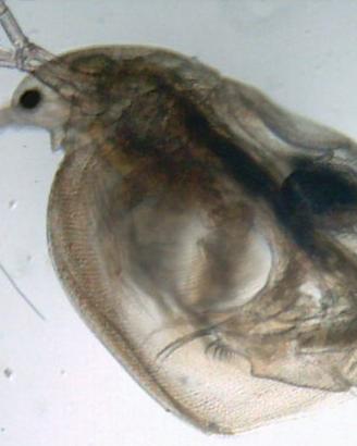 Simocephalus pulce d'acqua Daphnia