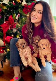 Maschietti barboncino Toy Red ENCI