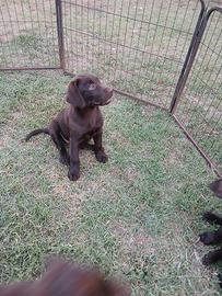 cuccioli labrador retriever cioccolato pedigree 