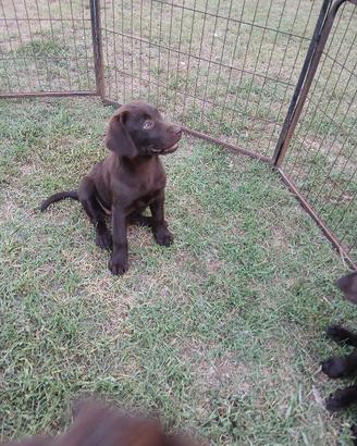 cuccioli labrador retriever cioccolato pedigree 