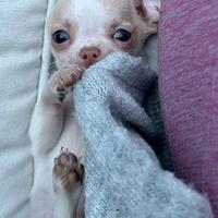 CHIHUAHUA TOY CUCCIOLI FAVOLOSI pag. in 12 mesi