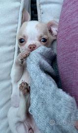CHIHUAHUA TOY CUCCIOLI FAVOLOSI pag. in 12 mesi