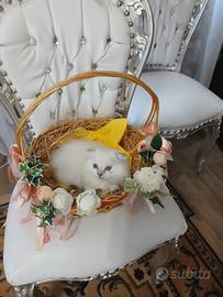 Per amanti dei gatti