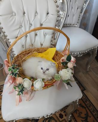 Per amanti dei gatti