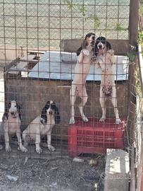 Cani da caccia