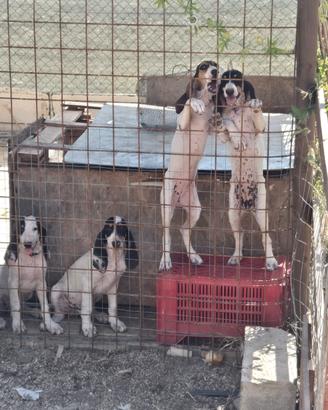 Cani da caccia