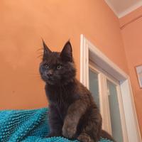 Maine Coon blu PEDIGREE