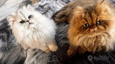 Gatto persiano