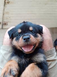 cuccioli  Rottweiler 