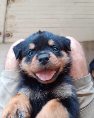 cuccioli  Rottweiler 
