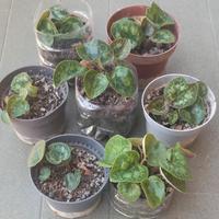 Piante Ciclamino