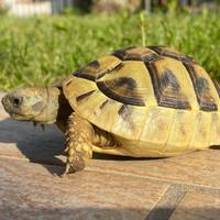 Tartarughe