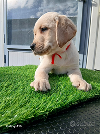 Labrador con pedigree ENCI