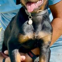 Rottweiler 6 mesi cucciola