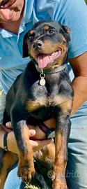 Rottweiler 6 mesi cucciola