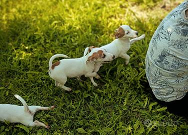 cuccioli jack russell