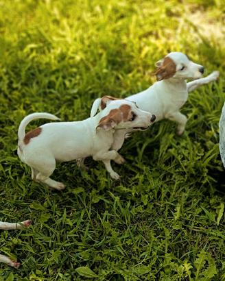 cuccioli jack russell