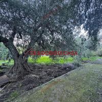 Terreno, Termini Imerese.