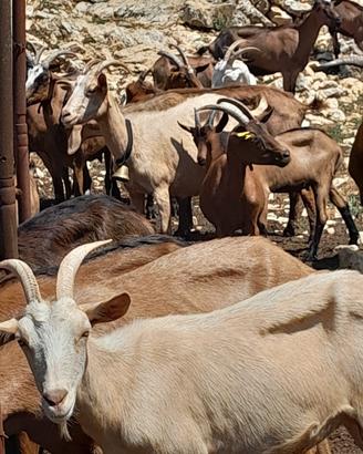 50 capre Camoscio delle Alpi (Prezzo Trattabile)